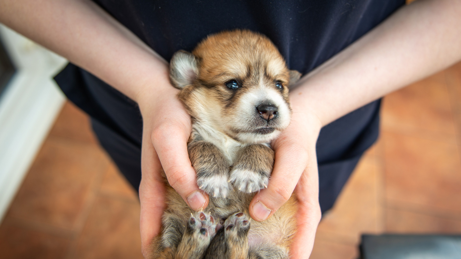 Whelping